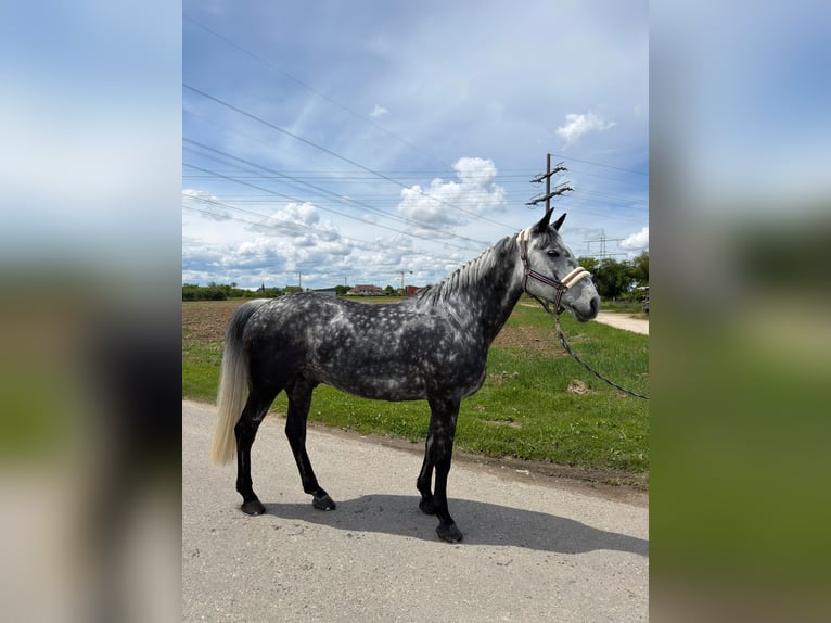 Irlandzki koń sportowy Wałach 9 lat 165 cm Siwa jabłkowita in Efringen-Kirchen