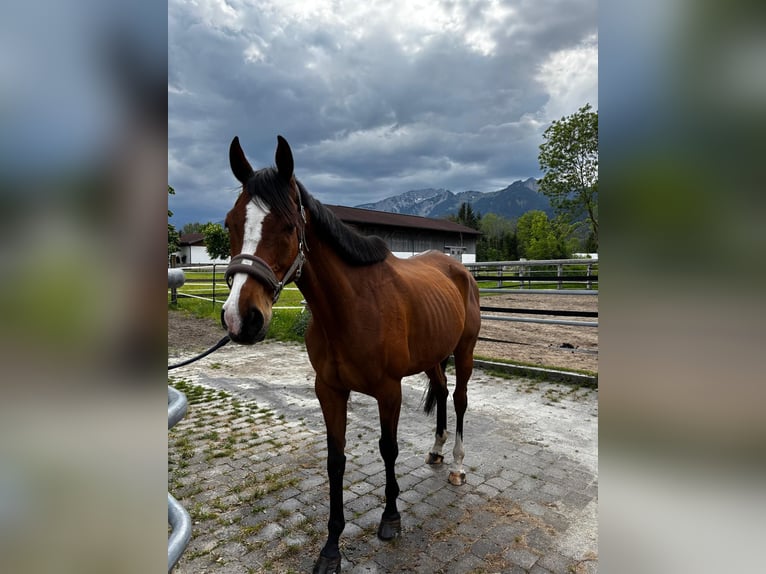 Irlandzki koń sportowy Wałach 9 lat 168 cm Gniada in Reutte