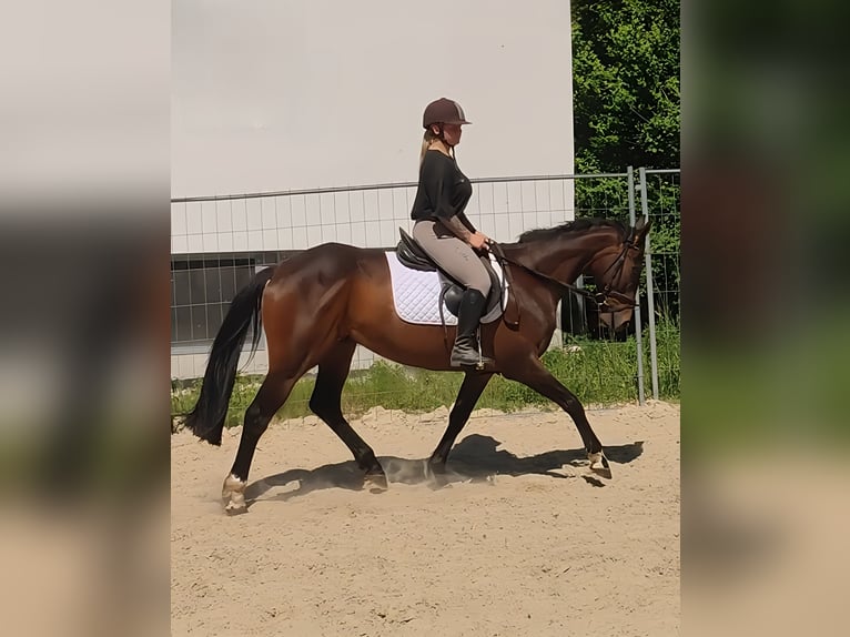 Irlandzki koń sportowy Wałach 9 lat 169 cm Gniada in Lage Irlandzki koń sportowy Wałach 9 lat 169 cm Gniada in Lage