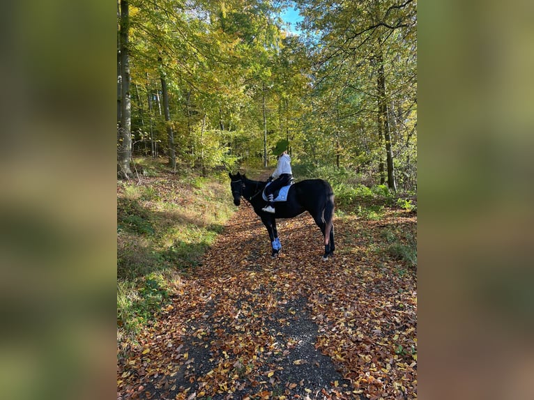 Irlandzki koń sportowy Wałach 9 lat 170 cm Gniada in Witzenhausen