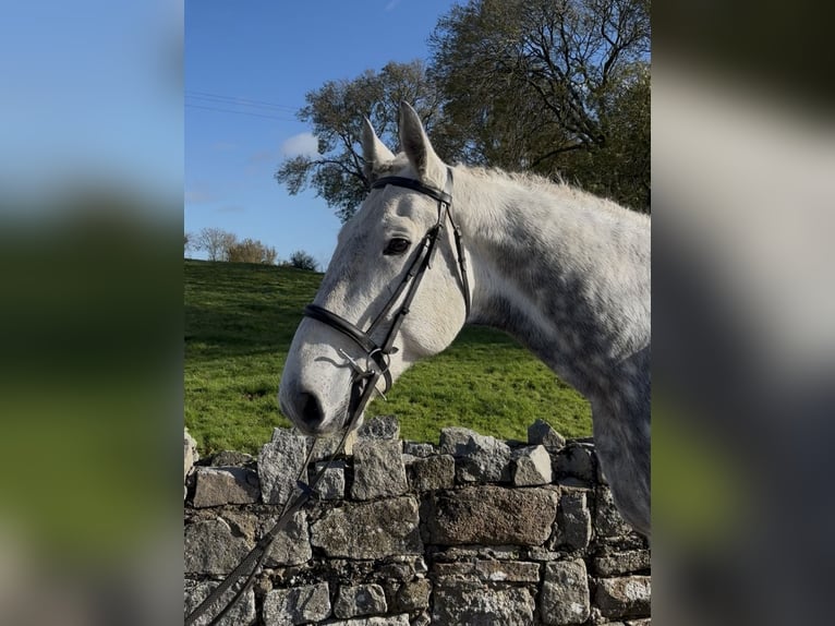 Irlandzki koń sportowy Wałach 9 lat 170 cm Siwa in Down
