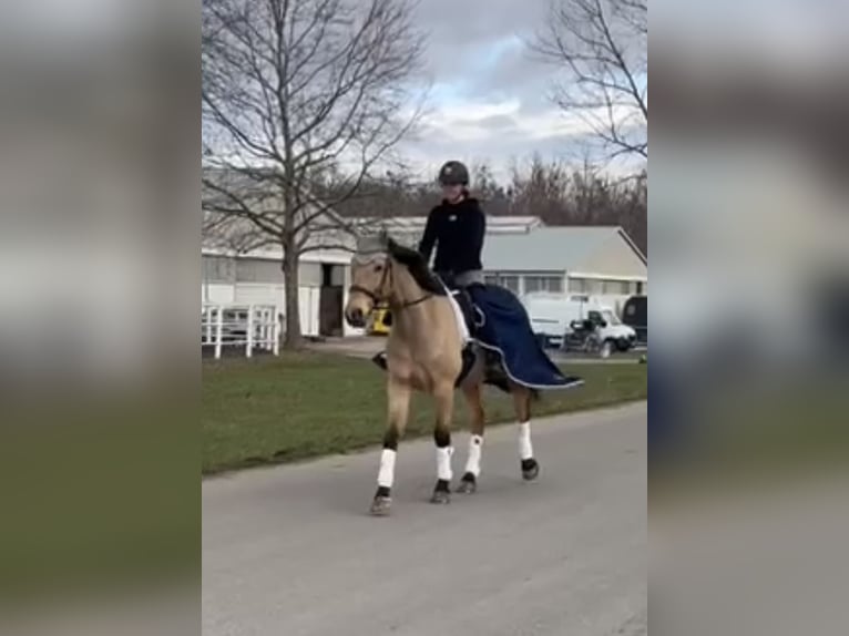 Irlandzki koń sportowy Wałach 10 lat 169 cm Bułana in Wiener Neustadt