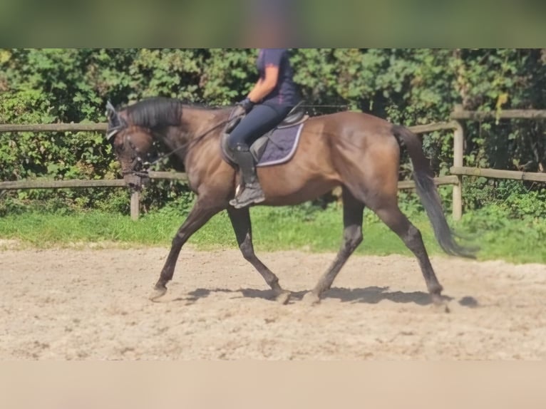 Irlandzki koń sportowy Wałach 11 lat 162 cm Skarogniada in Nettetal