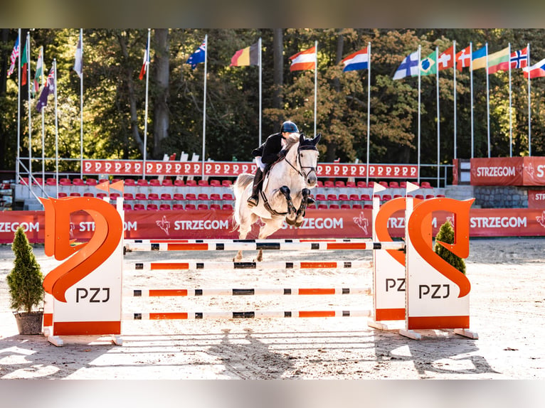 Irlandzki koń sportowy Wałach 11 lat 163 cm Siwa w hreczce in Hanstedt