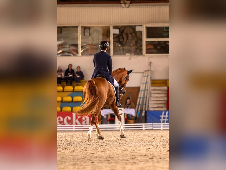 Irlandzki koń sportowy Wałach 11 lat 173 cm Ciemnokasztanowata in Łajski