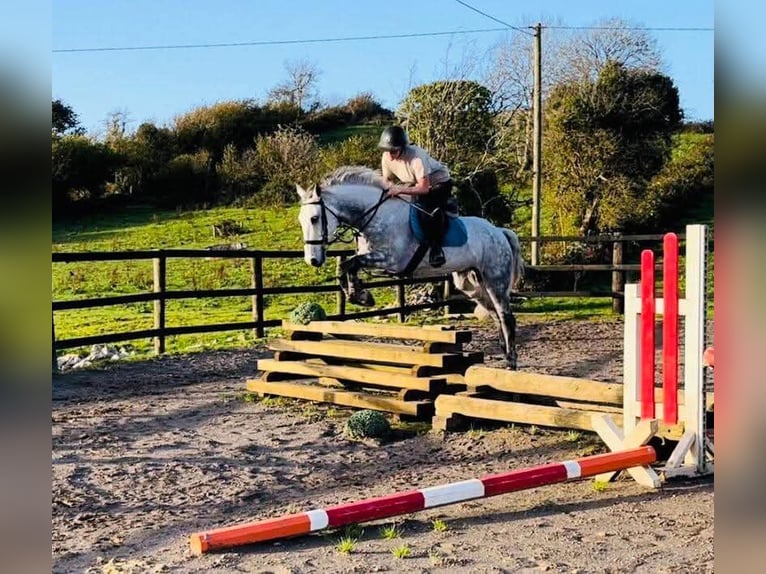 Irlandzki koń sportowy Wałach 12 lat 160 cm Siwa in Sligo