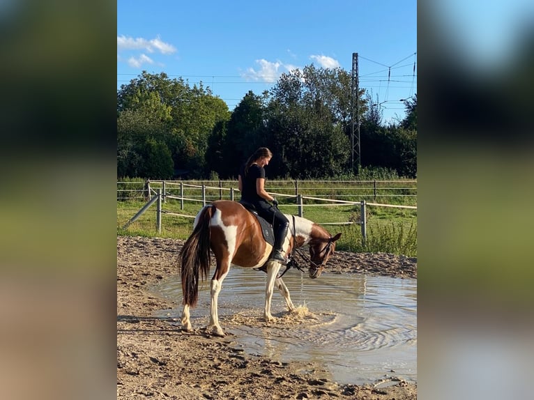 Irlandzki koń sportowy Wałach 12 lat 161 cm Srokata in Tönisvorst