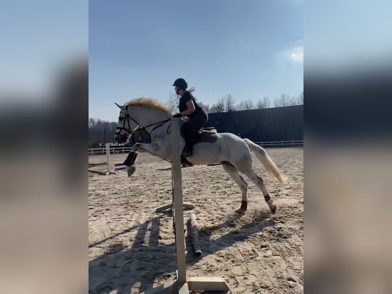 Irlandzki koń sportowy Wałach 12 lat 170 cm Biała in Heppen