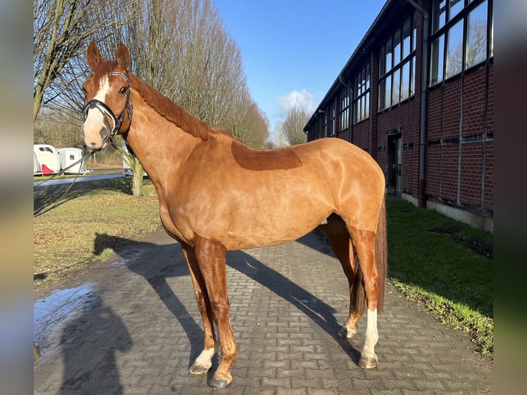 Irlandzki koń sportowy Wałach 12 lat 170 cm Kasztanowata in Köln
