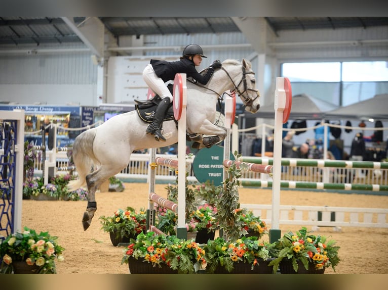 Irlandzki koń sportowy Wałach 13 lat 138 cm Siwa in Leicestershire