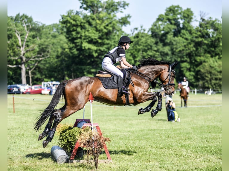 Irlandzki koń sportowy Wałach 15 lat 165 cm Ciemnogniada in Jerzmanowice