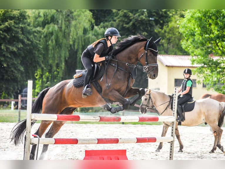 Irlandzki koń sportowy Wałach 15 lat 165 cm Ciemnogniada in Jerzmanowice