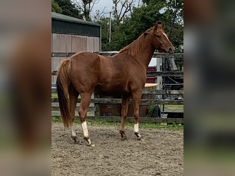 Irlandzki koń sportowy Wałach 3 lat 158 cm Ciemnokasztanowata in Mayo