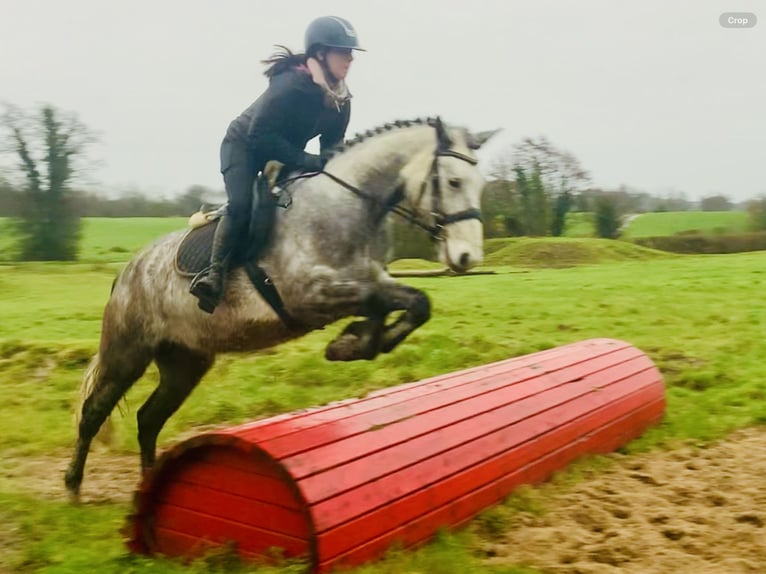 Irlandzki koń sportowy Wałach 4 lat 155 cm Siwa in Mountrath