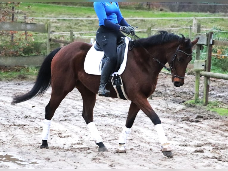 Irlandzki koń sportowy Wałach 4 lat 160 cm Gniada in uelsen