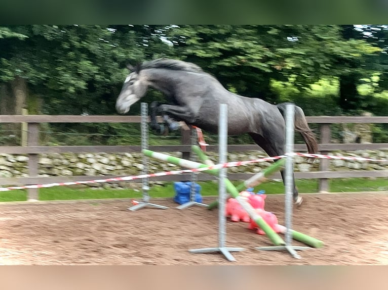 Irlandzki koń sportowy Wałach 4 lat 162 cm Siwa in Galway