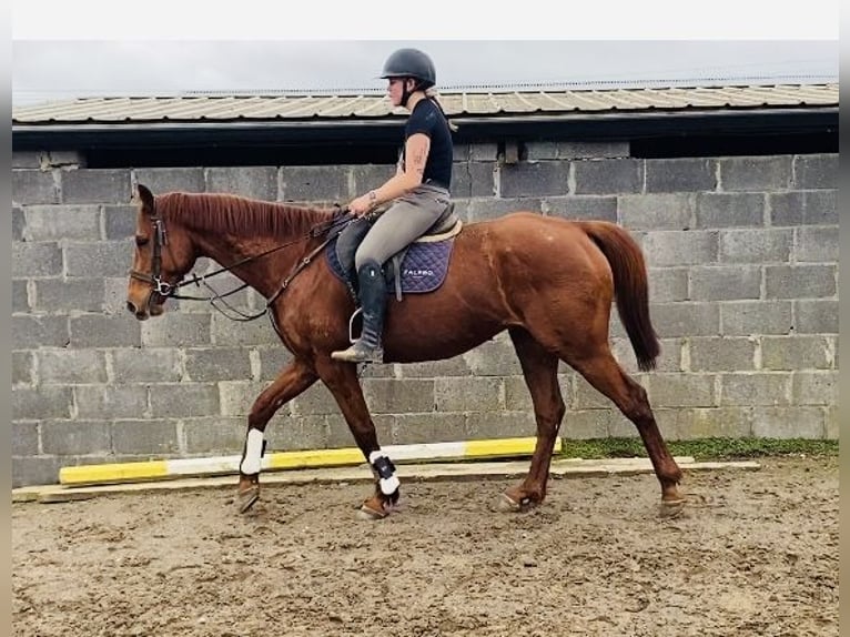 Irlandzki koń sportowy Wałach 5 lat 168 cm Ciemnokasztanowata in Sligo