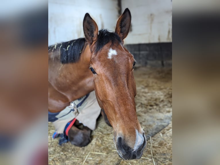 Irlandzki koń sportowy Wałach 5 lat 178 cm Gniada in Southport