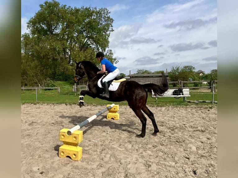 Irlandzki koń sportowy Wałach 6 lat 168 cm Gniada in BerlinBerlin