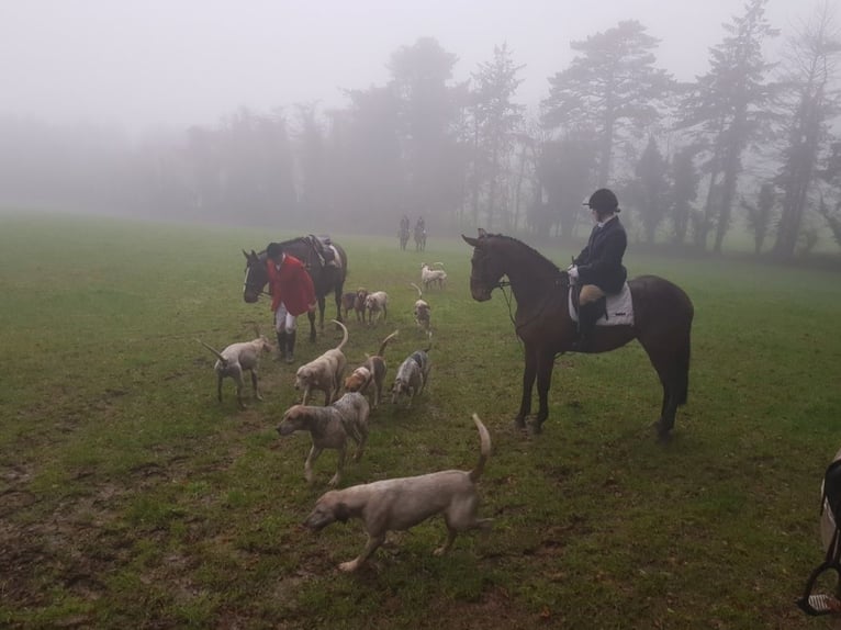 Irlandzki koń sportowy Wałach 6 lat 172 cm Gniada in Glenbrien