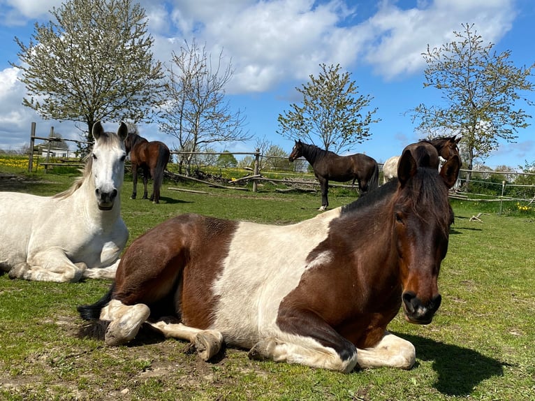 Irlandzki koń sportowy Mix Wałach 7 lat 156 cm Srokata in Augsburg
