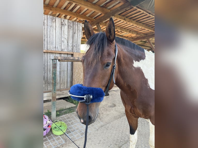 Irlandzki koń sportowy Mix Wałach 7 lat 156 cm Srokata in Augsburg