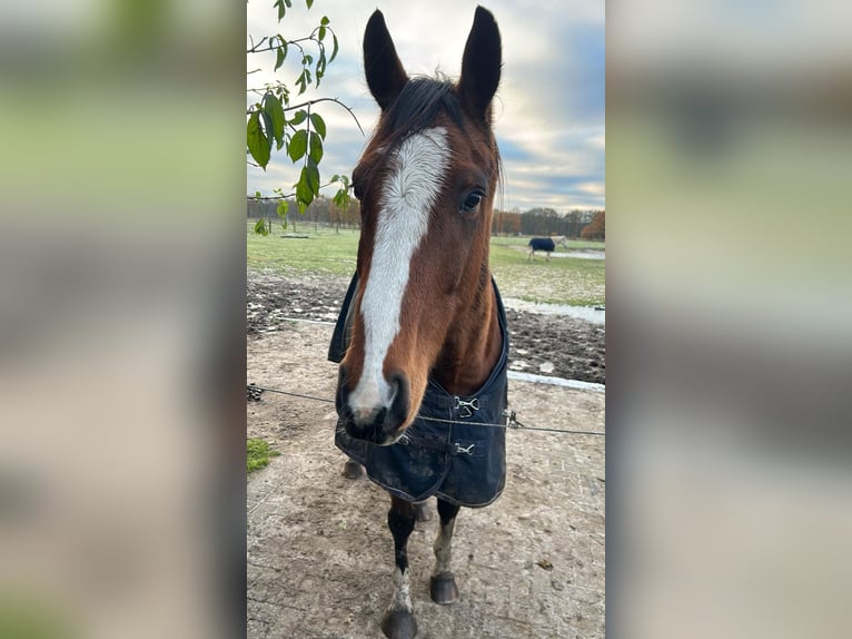 Irlandzki koń sportowy Wałach 7 lat 162 cm Gniada in Fintel