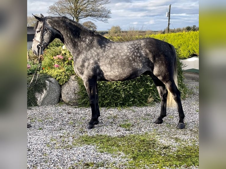 Irlandzki koń sportowy Wałach 7 lat 163 cm Siwa in Sligo