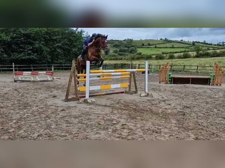 Irlandzki koń sportowy Wałach 7 lat 167 cm Gniada in Sligo