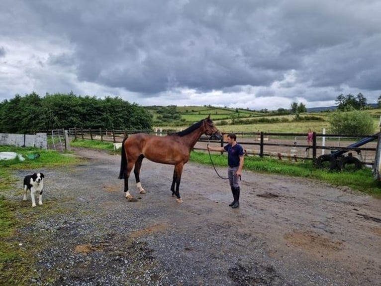 Irlandzki koń sportowy Wałach 7 lat 167 cm Gniada in Sligo