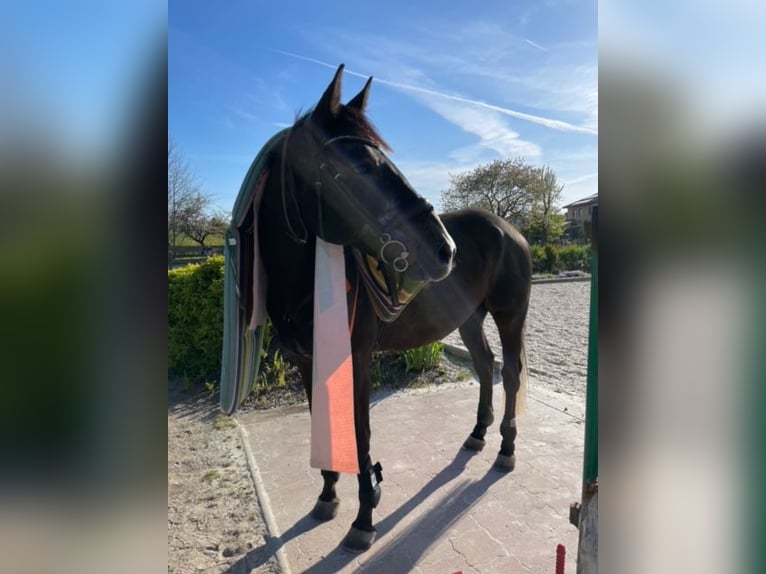 Irlandzki koń sportowy Wałach 7 lat 168 cm Siwa in Parthenstein