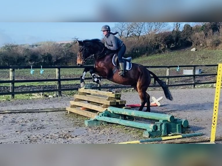 Irlandzki koń sportowy Wałach 7 lat 170 cm Gniada in Sligo