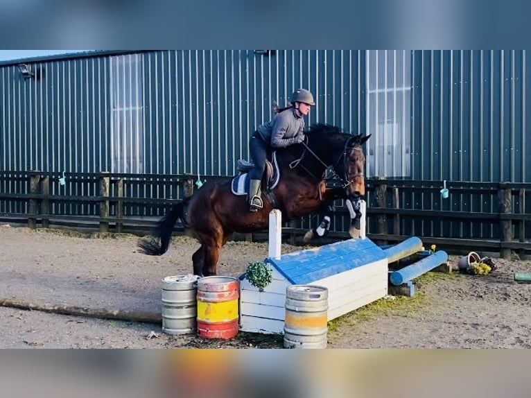 Irlandzki koń sportowy Wałach 7 lat 170 cm Gniada in Sligo
