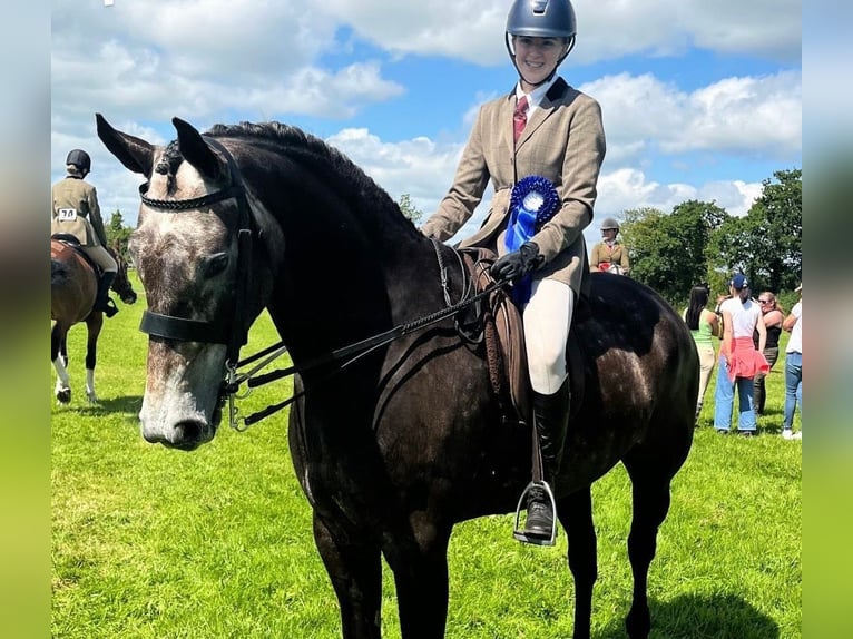 Irlandzki koń sportowy Wałach 7 lat 173 cm Siwa in Limerick