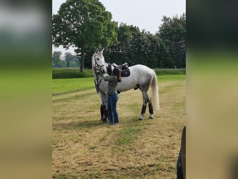 Irlandzki koń sportowy Wałach 8 lat 170 cm Siwa jabłkowita in Düsseldorf