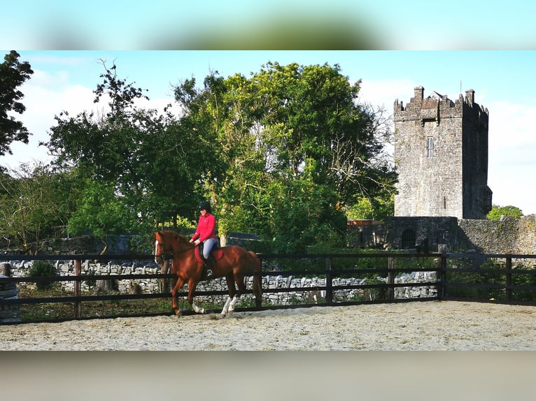 Irlandzki koń sportowy Wałach 9 lat 163 cm Ciemnokasztanowata in Galway