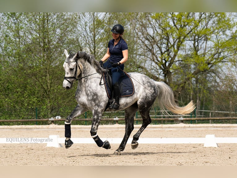 Irlandzki koń sportowy Wałach 9 lat 168 cm Siwa jabłkowita in Hanstedt