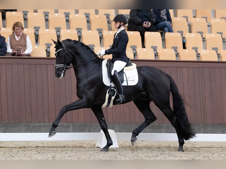 Iron Oldenburg Stallion Black in Vodskov