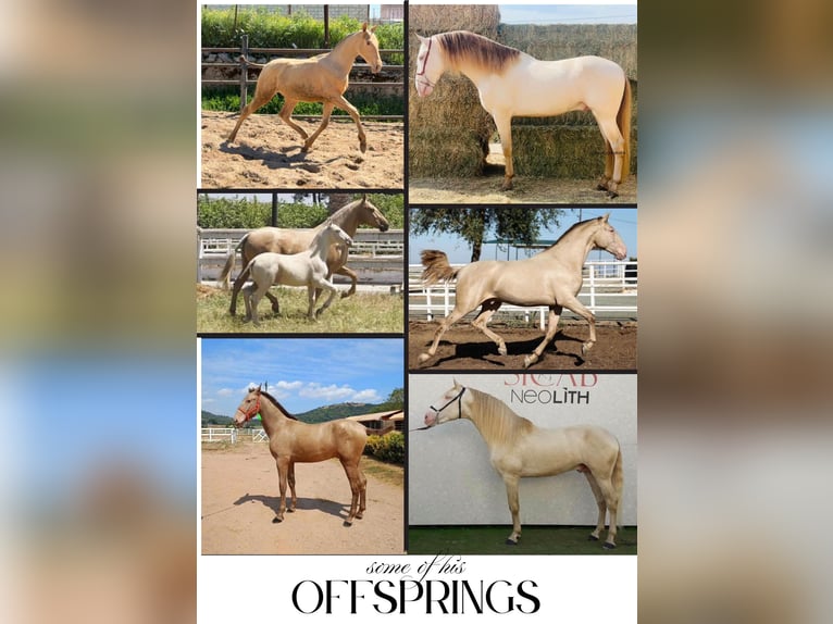 ISABELO SALAZAR PRE Étalon Perle in La Cabrera