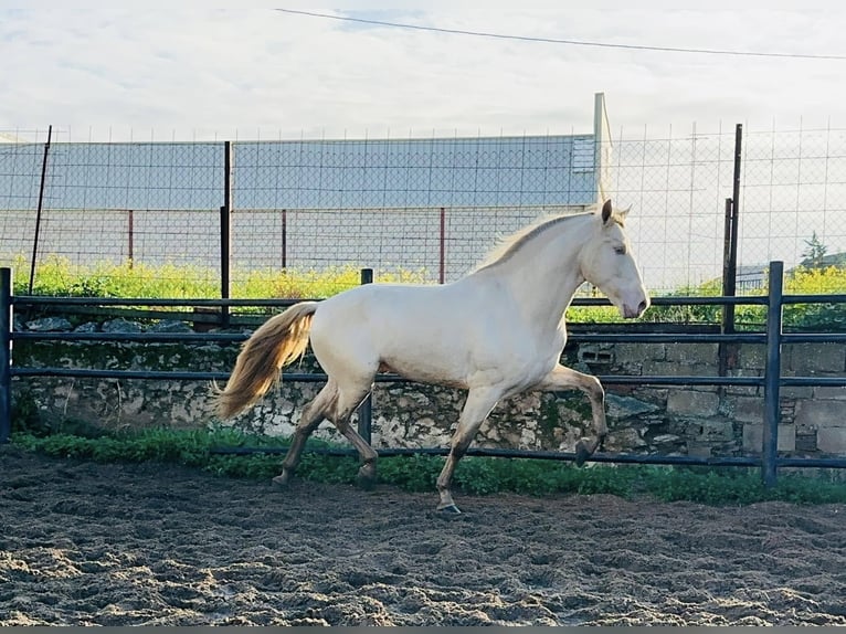 ISABELO SALAZAR PRE Hengst Pearl in La Cabrera