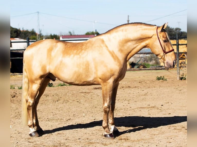 ISABELO SALAZAR PRE Hengst Pearl in La Cabrera