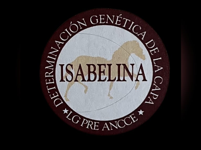 ISABELO SALAZAR PRE Semental Perla in La Cabrera