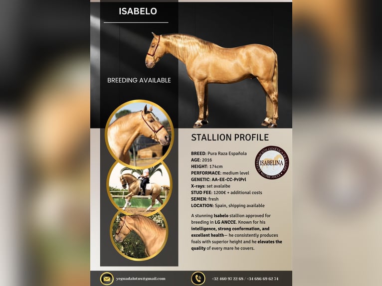 ISABELO SALAZAR PRE Semental Perla in La Cabrera