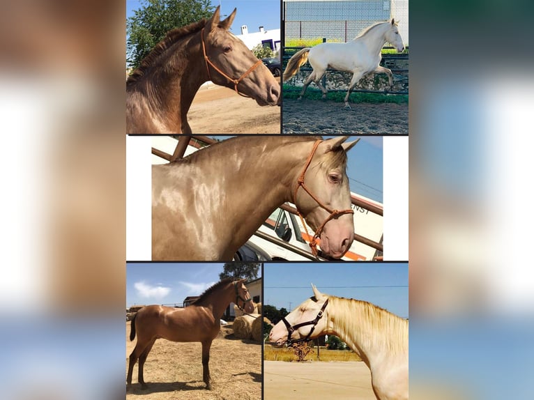 ISABELO SALAZAR PRE Stallion Pearl in La Cabrera