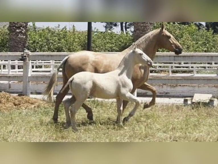 ISABELO SALAZAR PRE Stallion Pearl in La Cabrera