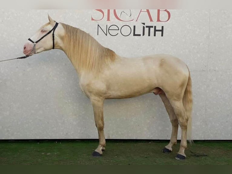 ISABELO SALAZAR PRE Stallone Pearl in La Cabrera