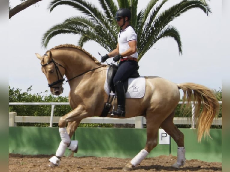 ISABELO SALAZAR PRE Stallone Pearl in La Cabrera