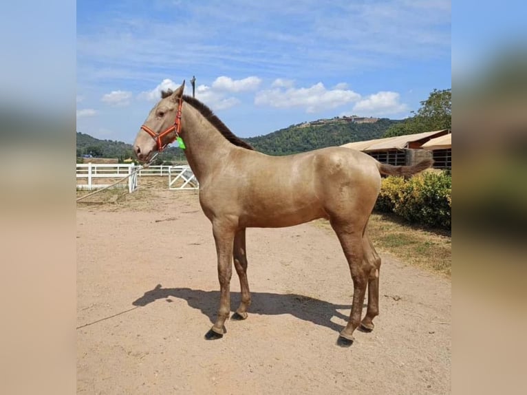 ISABELO SALAZAR PRE Stallone Pearl in La Cabrera