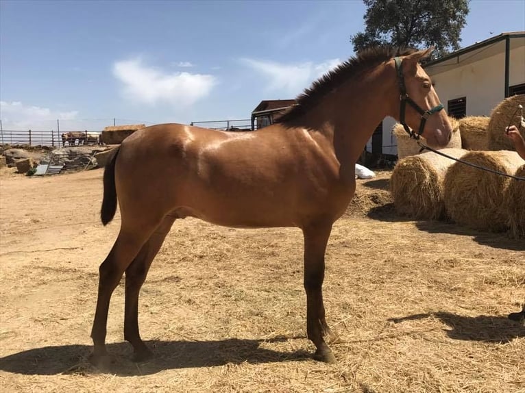 ISABELO SALAZAR PRE Stallone Pearl in La Cabrera
