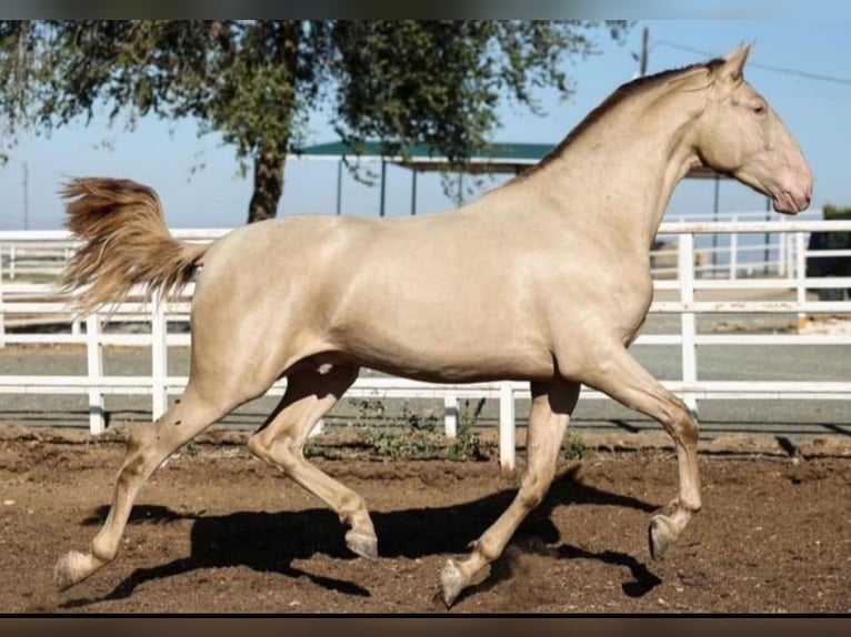 ISABELO SALAZAR PRE Stallone Pearl in La Cabrera